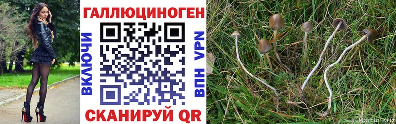 Купить  Темников  Галлюциногенные грибы MAGIC MUSHROOMS 